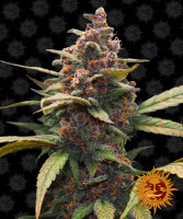 Barneys Farm Ayahuasca Purple Hanfsamen Feminisiert 5 Stk.