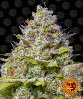 Barneys Farm Blue Gelato 41 Hanfsamen Feminisiert 5 Stk.