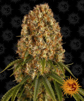 Barneys Farm Orange Sherbert Hanfsamen Feminisiert 5 Stk.