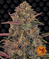 Barneys Farm Pineapple Chunk Hanfsamen Feminisiert 5 Stk.