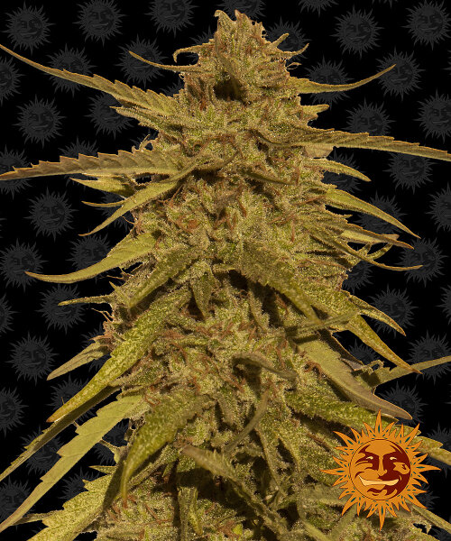 Barneys Farm Pineapple Haze Hanfsamen REGULAR 10 Stk.