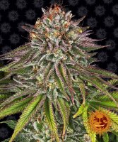 Barneys Farm Critical Kush Hanfsamen Feminisiert 5 Stk.