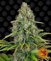 Barneys Farm Blue Cheese Hanfsamen Autoflowering 3 Stk.