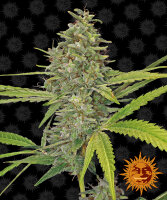 Barneys Farm G13 Haze Hanfsamen Feminisiert 5 Stk.