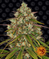 Barneys Farm Liberty Haze Hanfsamen Feminisiert 5 Stk.