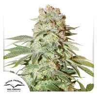 Dutch Passion Auto Power Plant Hanfsamen Autoflowering 3...