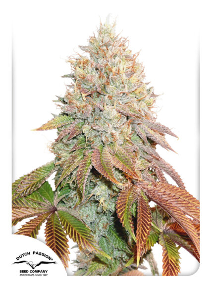 Dutch Passion Auto Banana Blaze Hanfsamen Autoflowering 3 Stk.