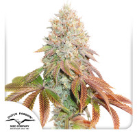 Dutch Passion Auto Banana Blaze Hanfsamen Autoflowering 3...