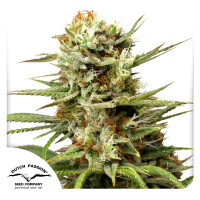 Dutch Passion Auto White Widow Hanfsamen Autoflowering 3...