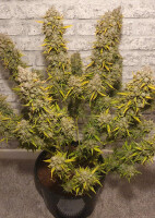 Dutch Passion Auto White Widow Hanfsamen Autoflowering 3 Stk.