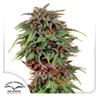 Dutch Passion Durban Poison Hanfsamen Feminisiert 5 Stk.