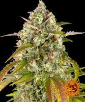 Barneys Farm Pineapple Express Hanfsamen Autoflowering 3...