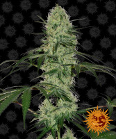 Barneys Farm Tangerine Dream Hanfsamen Autoflowering 3 Stk.