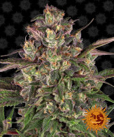 Barneys Farm Peyote Critical Hanfsamen Feminisiert 5 Stk.