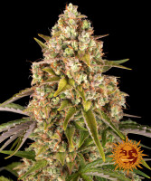 Barneys Farm Critical Kush Hanfsamen Autoflowering 3 Stk.