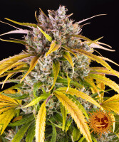 Barneys Farm LSD Hanfsamen Autoflowering 3 Stk.