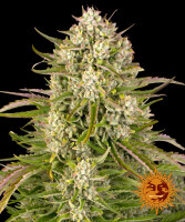 Barneys Farm Wedding Cake Hanfsamen Autoflowering 3 Stk.