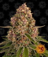 Barneys Farm Pink Kush Hanfsamen Feminisiert 5 Stk.