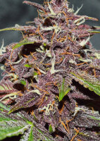 Dutch Passion CBD Auto Blackberry Kush Hanfsamen Autoflowering 3 Stk.