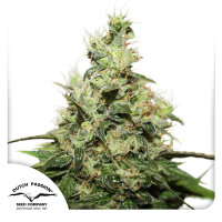 Dutch Passion CBD Kush Hanfsamen Feminisiert 3 Stk.