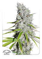 Dutch Passion CBD Skunk Haze Hanfsamen Feminisiert 3 Stk.