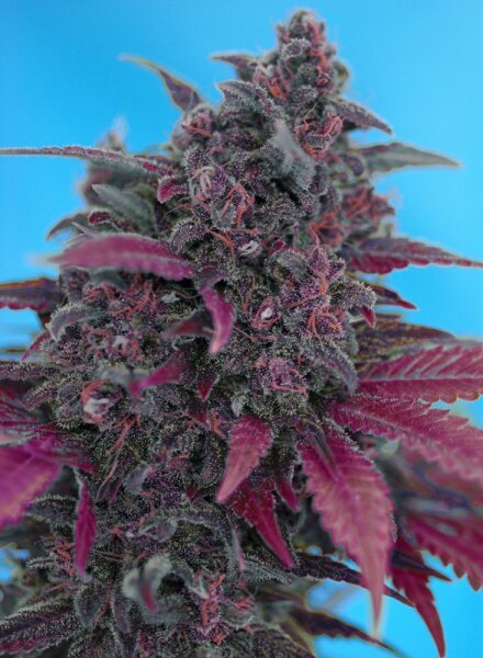 Sweet Seeds Dark Devil Hanfsamen Autoflower 3 Stk.