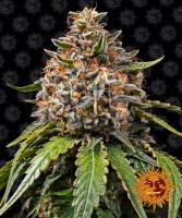 Barneys Farm White Widow XXL Hanfsamen Feminisiert 5 Stk.