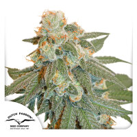 Dutch Passion Auto Orange Bud Hanfsamen Autoflowering 3 Stk.