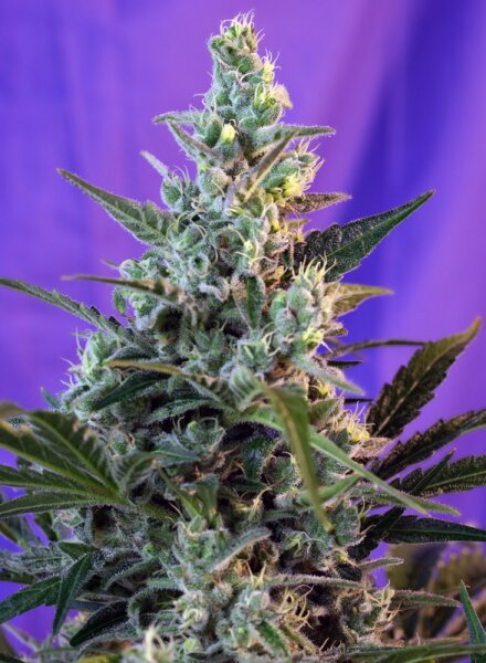 Sweet Seeds Sweet Skunk F1 Fast Version Hanfsamen Feminisiert 5 Stk.