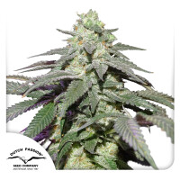 Dutch Passion Auto Skywalker Haze Hanfsamen Autoflowering...