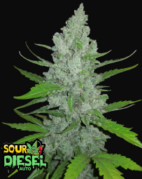 Fast Buds Original Sour Diesel Hanfsamen Autoflowering 3 Stk.