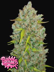 Fast Buds Original Bubblegum Hanfsamen Autoflowering 3 Stk.