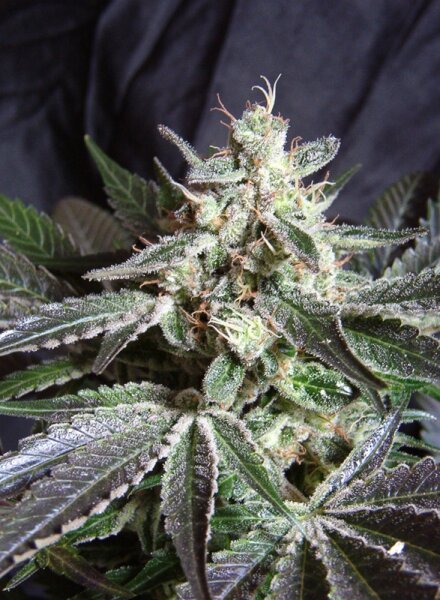 Sweet Seeds Black Jack F1 Fast Version Hanfsamen Feminisiert 5+2 Stk.