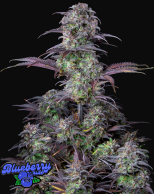 Fast Buds Original Blueberry Hanfsamen Autoflowering 3 Stk.