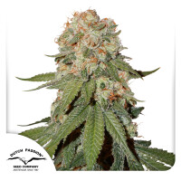 Dutch Passion Orange Bud Hanfsamen REGULAR 10 Stk.