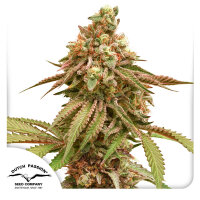 Dutch Passion Tropical Tangie Hanfsamen Feminisiert 5 Stk.