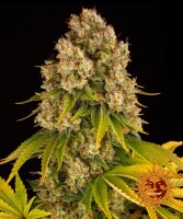 Barneys Farm Cheese Hanfsamen Autoflowering 3 Stk.