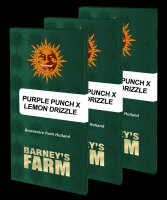 Barneys Farm Purple Punch x Lemon Drizzle Hanfsamen...