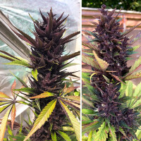 Dutch Passion Forbidden Cherry Hanfsamen Autoflowering 3...