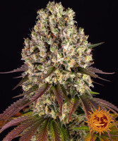 Barneys Farm Sour Diesel Hanfsamen Feminisiert 5 Stk.