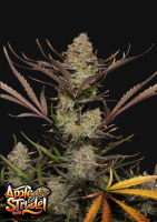 Fast Buds Apple Strudel Auto Autoflowering 3 Stk.