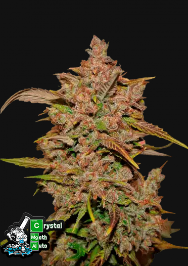 Fast Buds Chrytal Meth Auto Feminisiert 3 Stk.