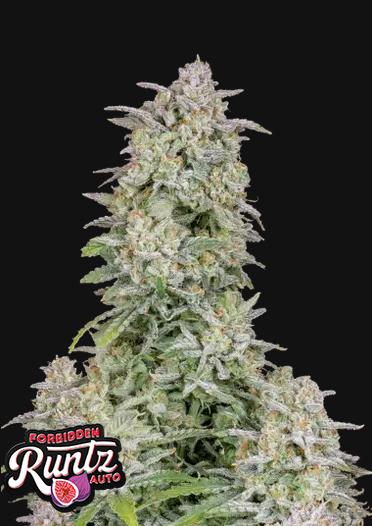 Fast Buds Forbidden Runtz Hanfsamen Autoflowering 3 Stk.