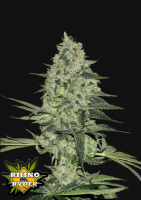 Fast Buds Rhino Ryder Hanfsamen Autoflowering 3 Stk.