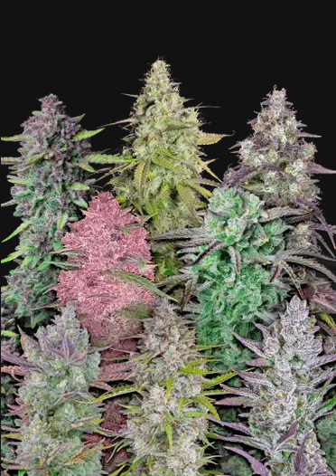 Fast Buds Mix Pack Auto Hanfsamen Feminisiert 5 Stk.