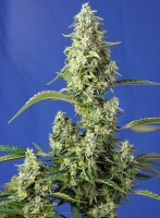 Sweet Seeds Gorilla Girl XL  Hanfsamen Autoflowering 3+1...