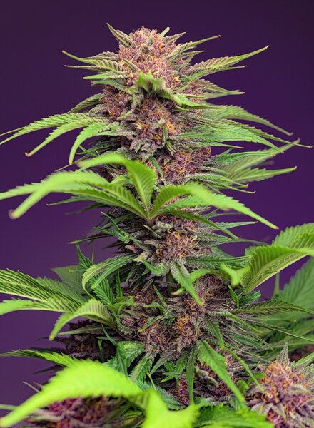 Sweet Seeds Red Mimosa XL Hanfsamen Autoflowering 3+1 Stk.