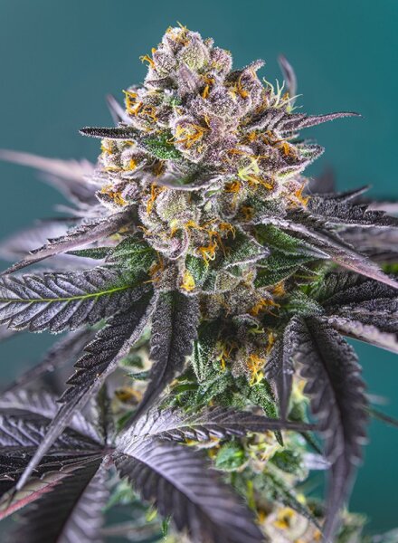 Sweet Seeds Red Strawberry Banana Hanfsamen Autoflowering 3+1 Stk.