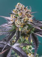 Sweet Seeds Red Strawberry Banana Hanfsamen Autoflowering...