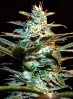 Sweet Seeds NYC Diesel Hanfsamen Feminisiert 5+2 Stk.